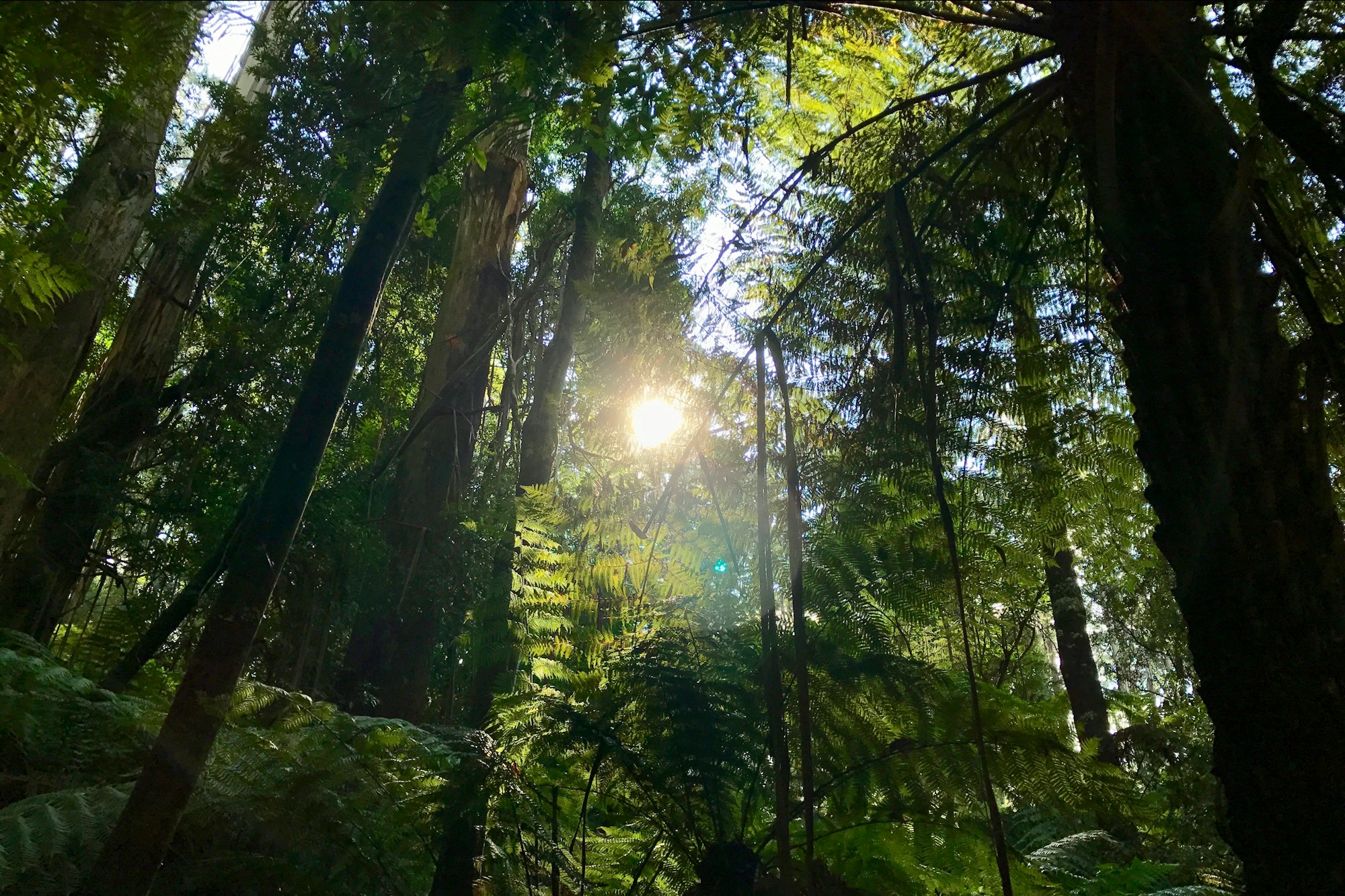 Light filtering through a dense forest canopy