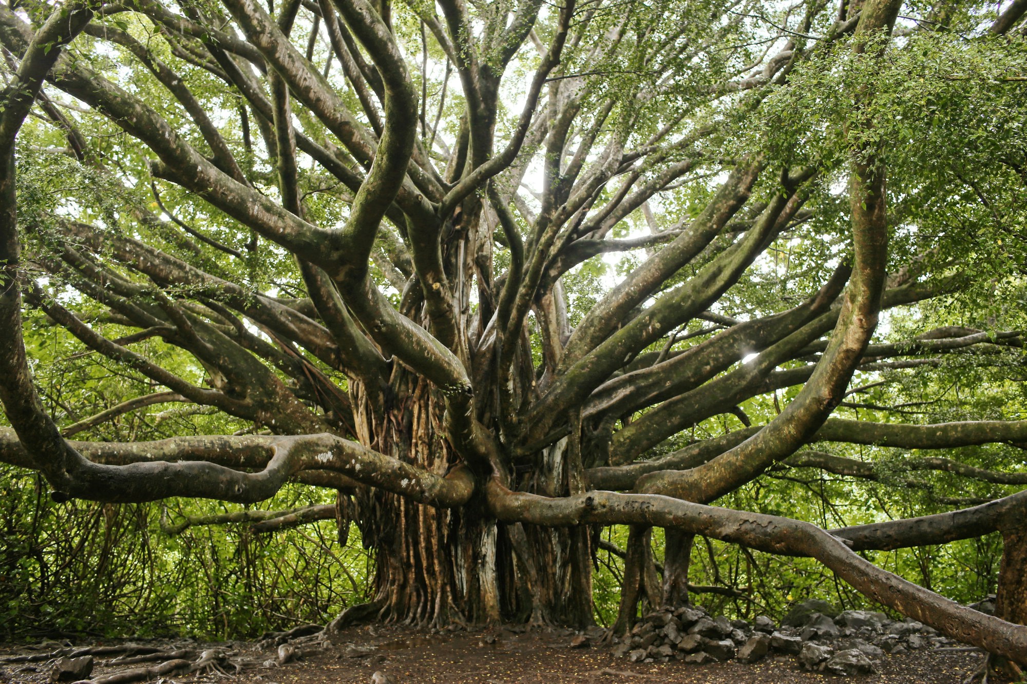 An ancient banyan tree with a vast spreading canopy