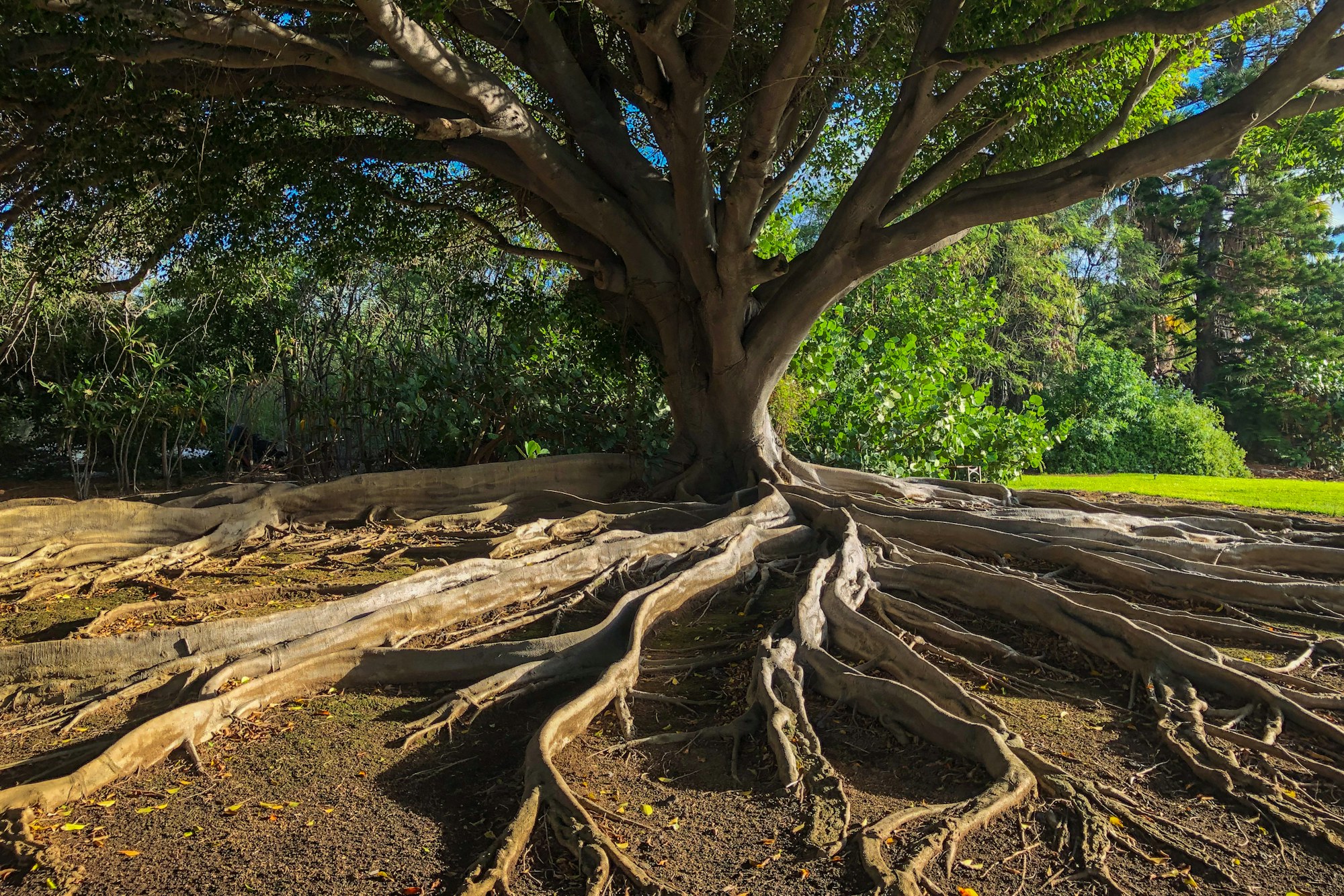 The sprawling root system of an old tree